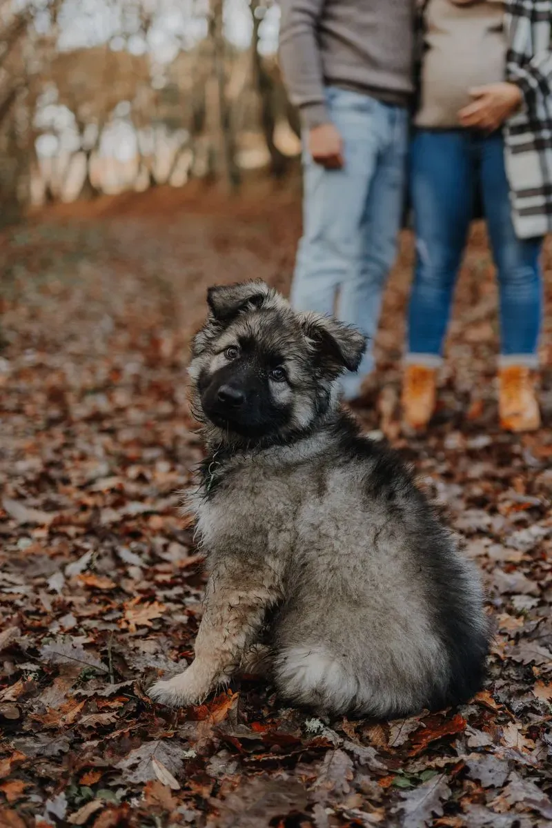 seance-photo-grossesse-lisle-sur-tarn-24